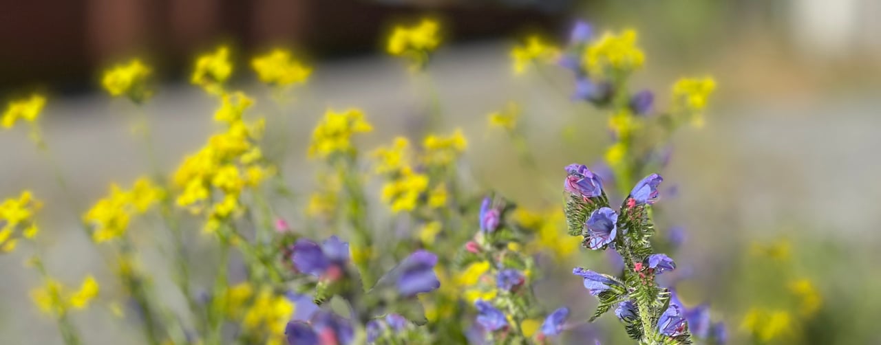 Gula och lila blommor vid vägkant.